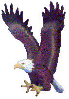 eagle