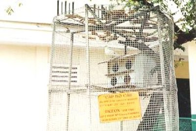 doves